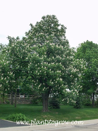 Horse Chestnut (Aesculus hippocastanum)
A large plant in a front yard.  Picture was taken in early June.